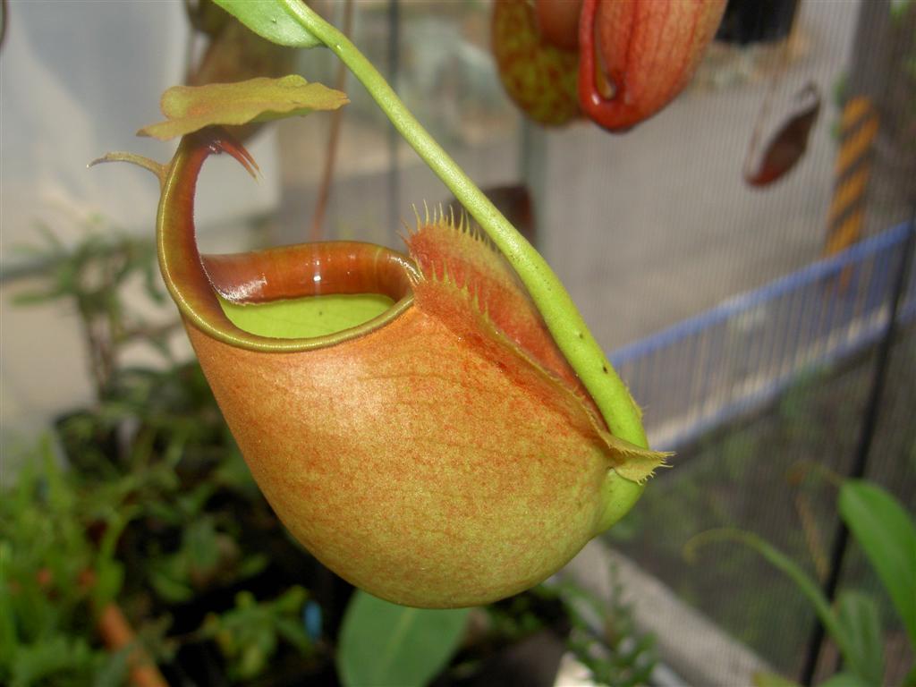 Nepenthes bicalcarata 'Red Flush' 2